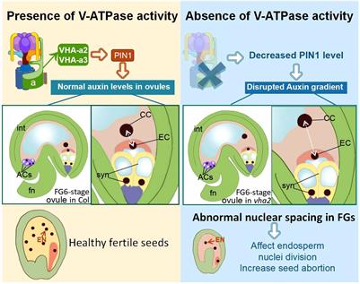 Corrigendum: Tonoplast proton pumps regulate nuclear spacing of female gametophytes via mediating polar auxin transport in arabidopsis